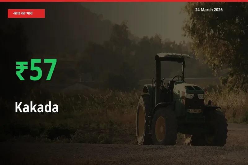काकड़ा 57.33% उछला, मंडी