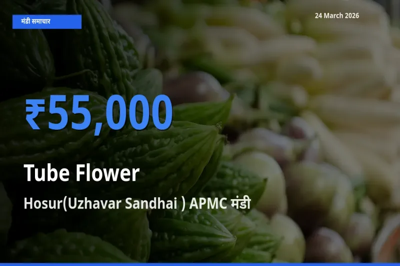 किसानों की पसंद बना Hosur(Uzhavar Sandhai ) APMC, रजनीगंधा के सबसे अच्छे दाम