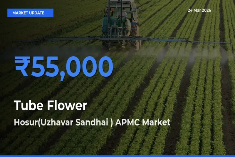 Hosur(Uzhavar Sandhai ) APMC Tops Tube Flower Rates – March 24 Market Update