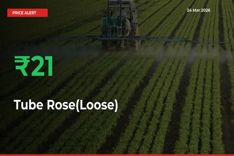 Farmers Cheer as Tube Rose(Loose) Prices Surge 21.46% in Local Mandis