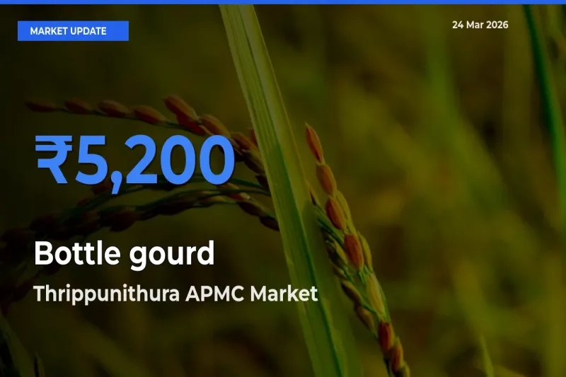 Market Watch: Thrippunithura APMC Becomes Top Mandi for Bottle gourd