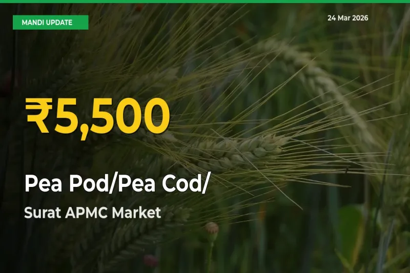Surat APMC Leads as Pea Pod/Pea Cod/हरी मटर Hits Highest Rate – March 24 Update