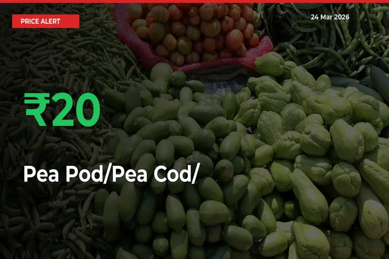 Sudden 20.41% Rally in Pea Pod/Pea Cod/हरी मटर Prices Across Mandis