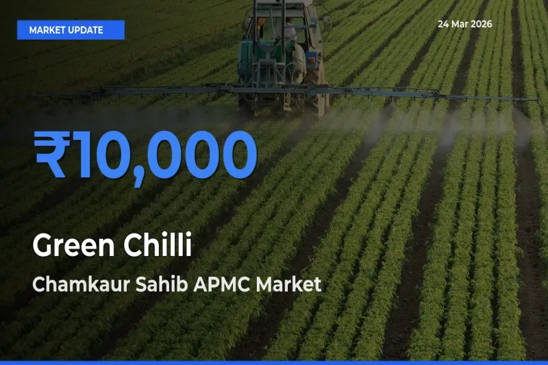 Chamkaur Sahib APMC Emerges as Top Mandi for Green Chilli Prices Today