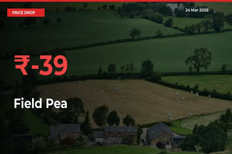 Sharp Fall! Field Pea Prices Plunge 38.92% in a Day at Key Mandis