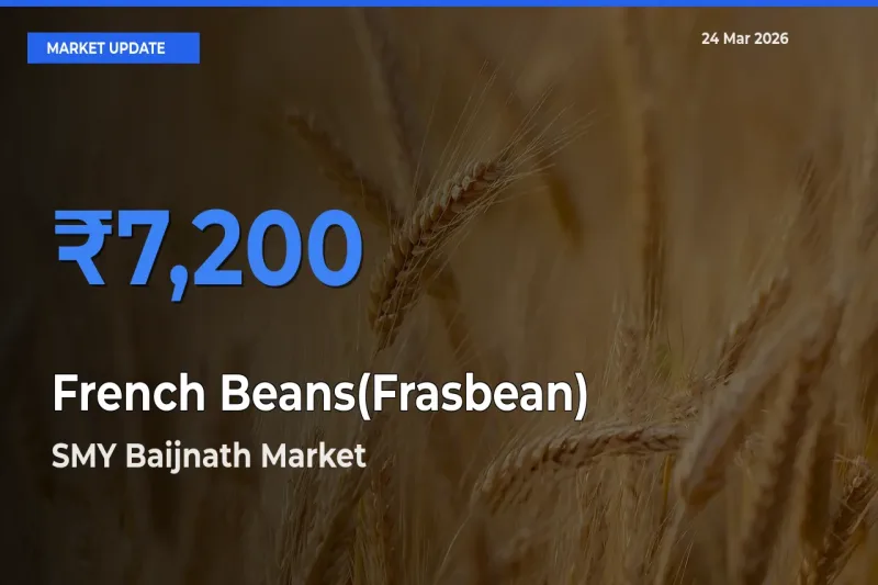 Market Watch: SMY Baijnath Becomes Top Mandi for French Beans(Frasbean)