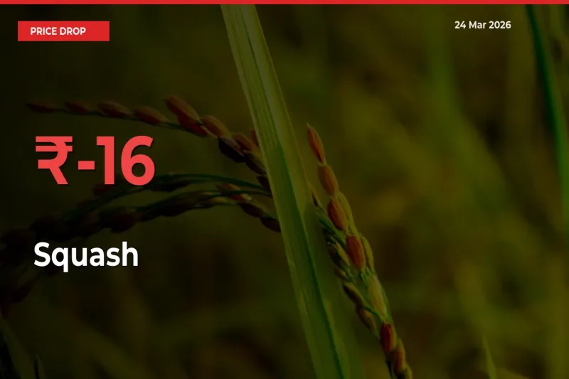 Sharp Fall! Squash Prices Plunge 16.23% in a Day at Key Mandis