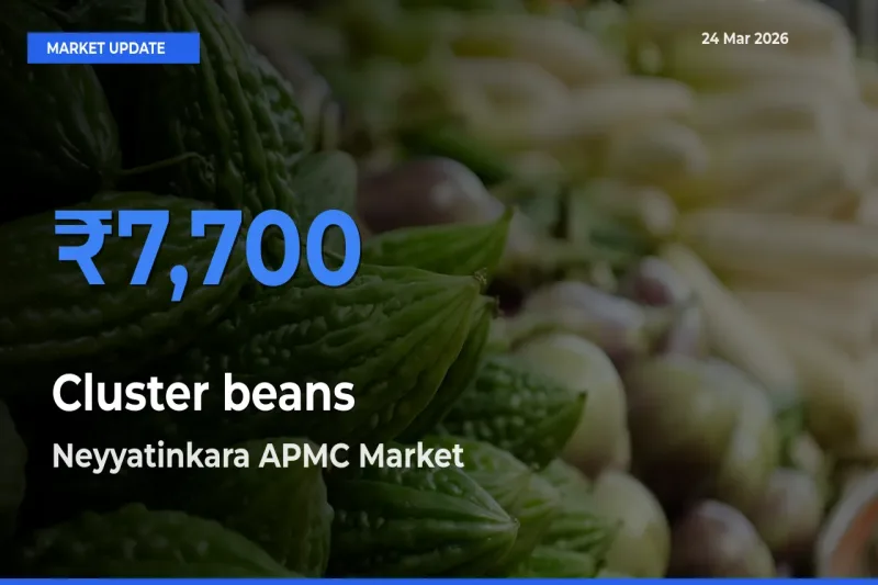 Cluster beans Mandi Rate Today: Neyyatinkara APMC Tops the List