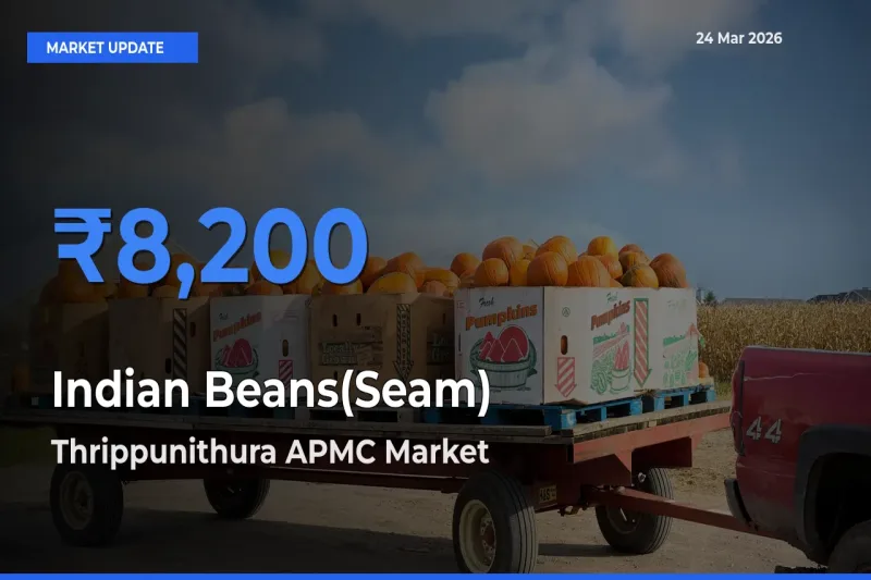 Farmers Prefer Thrippunithura APMC as Indian Beans(Seam) Hits Highest Rate