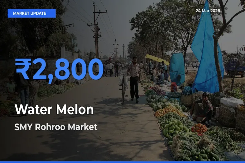 SMY Rohroo Tops Water Melon Mandi Rates Today