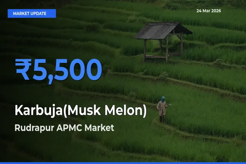 Rudrapur APMC Tops Karbuja(Musk Melon) Mandi Rates Today