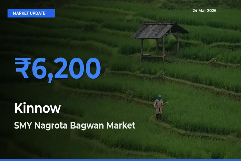 Farmers Prefer SMY Nagrota Bagwan as Kinnow Hits Highest Rate