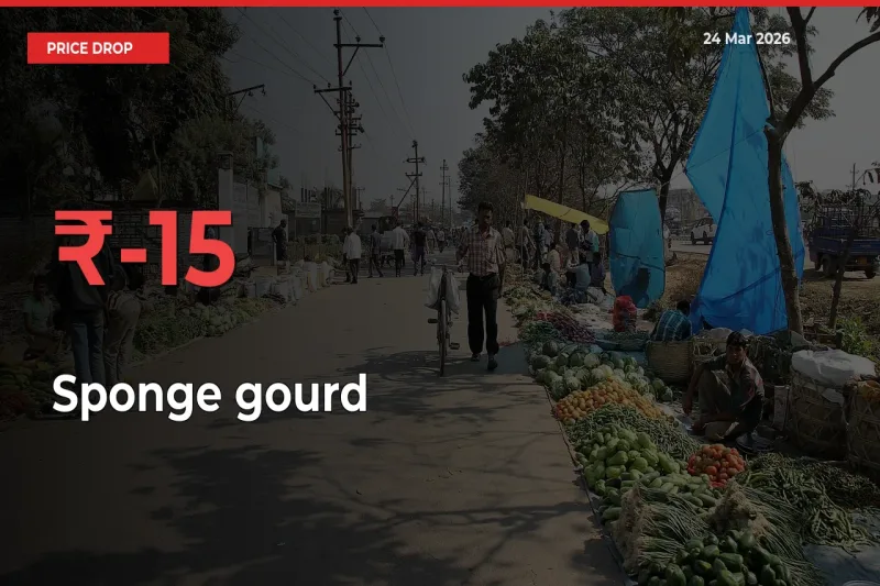 Sponge gourd Prices Drop 15.03% – March 24 Market Update from Mandis