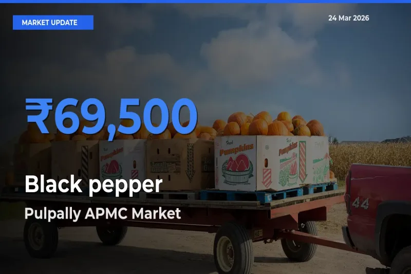 Top Performer! Pulpally APMC Offers Best Black pepper Price Today