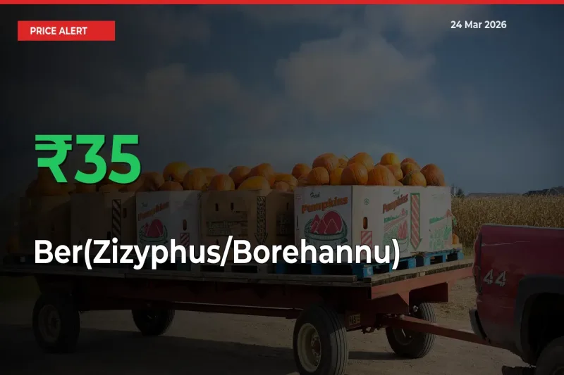 34.75% Spike in Ber(Zizyphus/Borehannu) Prices – Mandi Sees Sudden Rally