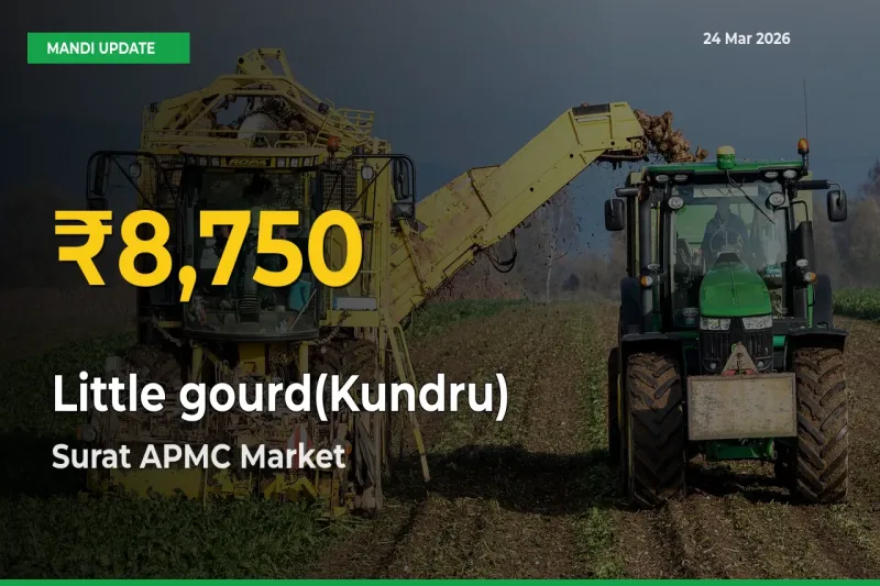 Farmers Benefit as Little gourd(Kundru) Rate Touches New High in Surat APMC