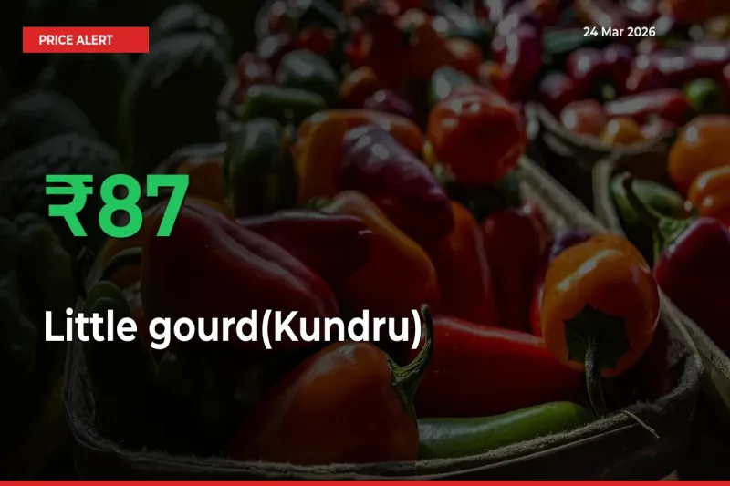 This Mandi Records 87.05% Jump in Little gourd(Kundru) Prices