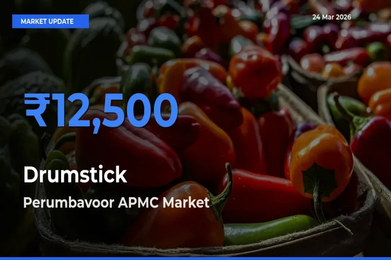 Perumbavoor APMC Emerges as Top Mandi for Drumstick Prices Today
