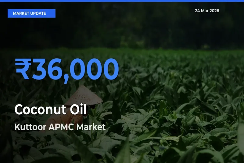 Kuttoor APMC Tops Coconut Oil Rates – March 24 Market Update