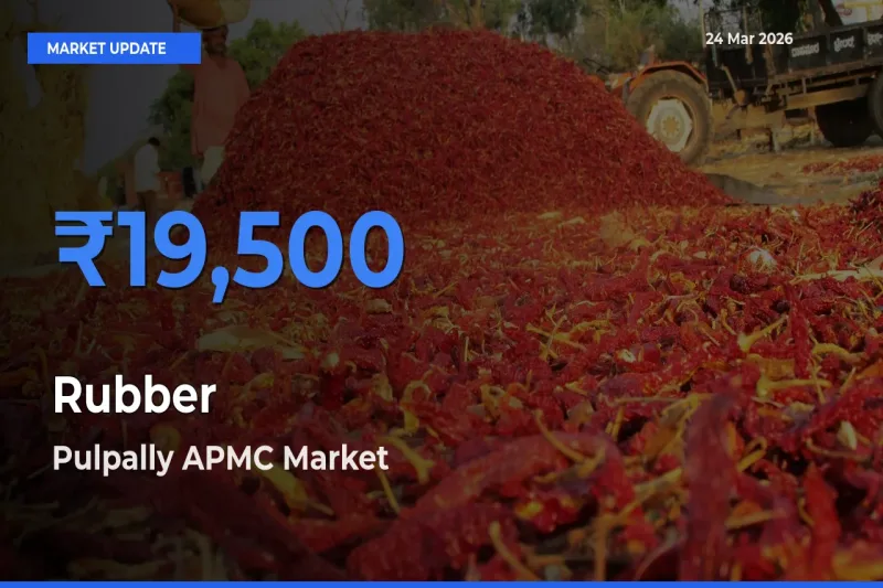 Farmers Prefer Pulpally APMC as Rubber Hits Highest Rate