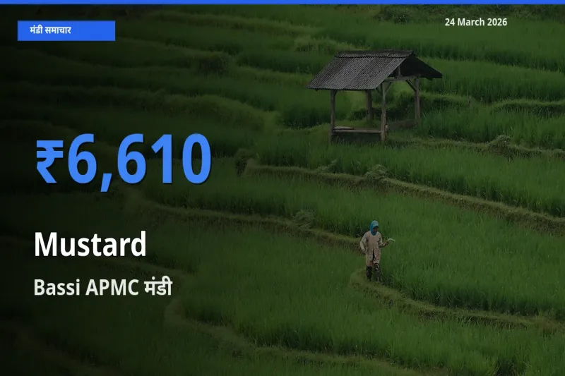 Bassi APMC मंडी में सरसों ₹6,610 पर पहुँचा – आज का सर्वोच्च भाव