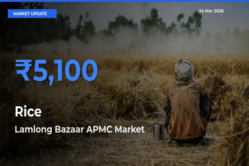 Lamlong Bazaar APMC Leads as Top Mandi for Rice Prices