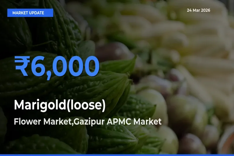 Flower Market,Gazipur APMC Tops Marigold(loose) Rates – March 24 Market Update