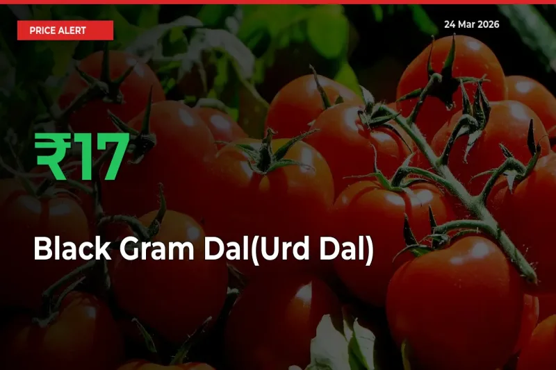 Farmers Cheer as Black Gram Dal(Urd Dal) Prices Surge 16.63% in Local Mandis