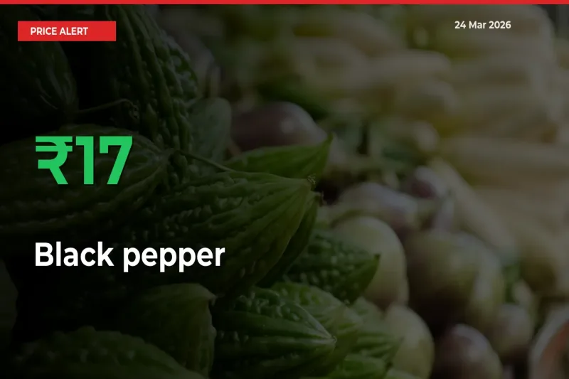 Black pepper Prices Rise 16.61% in a Day at Major Mandis