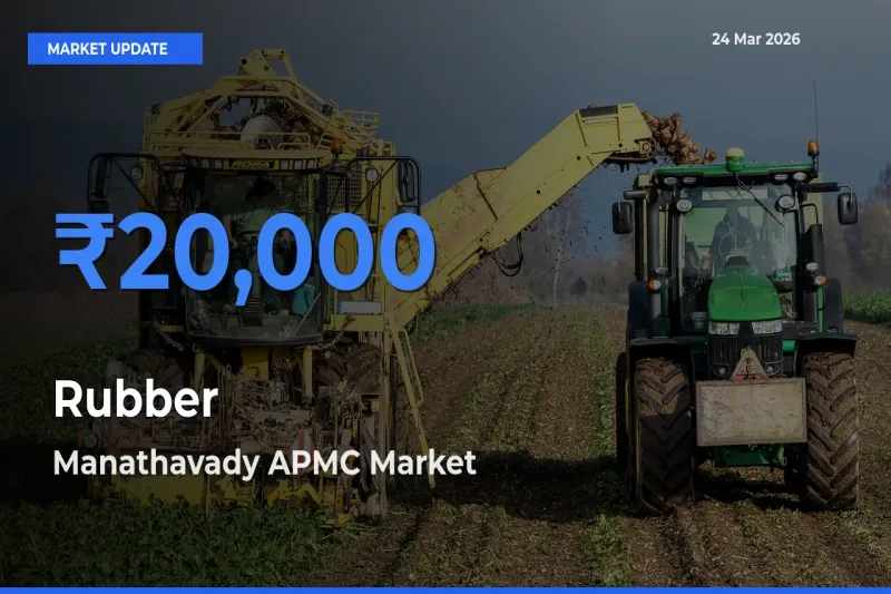 Manathavady APMC Leads as Top Mandi for Rubber Prices