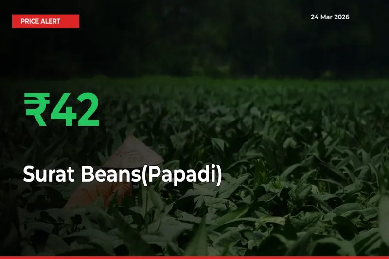 This Mandi Records 41.89% Jump in Surat Beans(Papadi) Prices