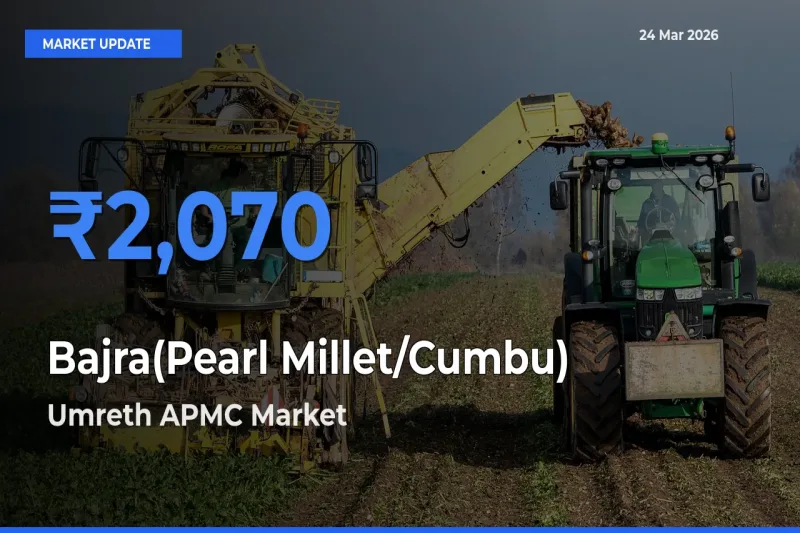 Umreth APMC Emerges as Top Mandi for Bajra(Pearl Millet/Cumbu) Prices Today