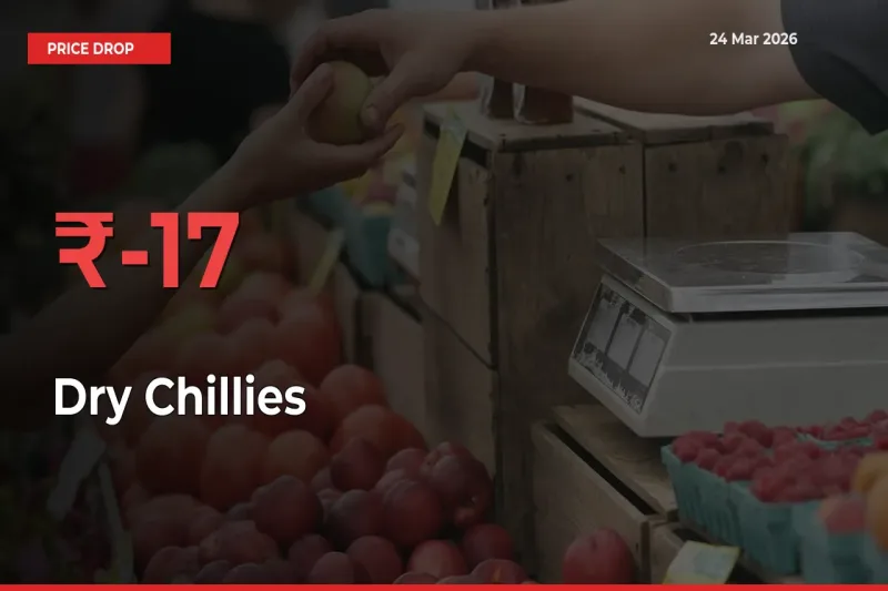 Sharp Fall! Dry Chillies Prices Plunge 16.66% in a Day at Key Mandis