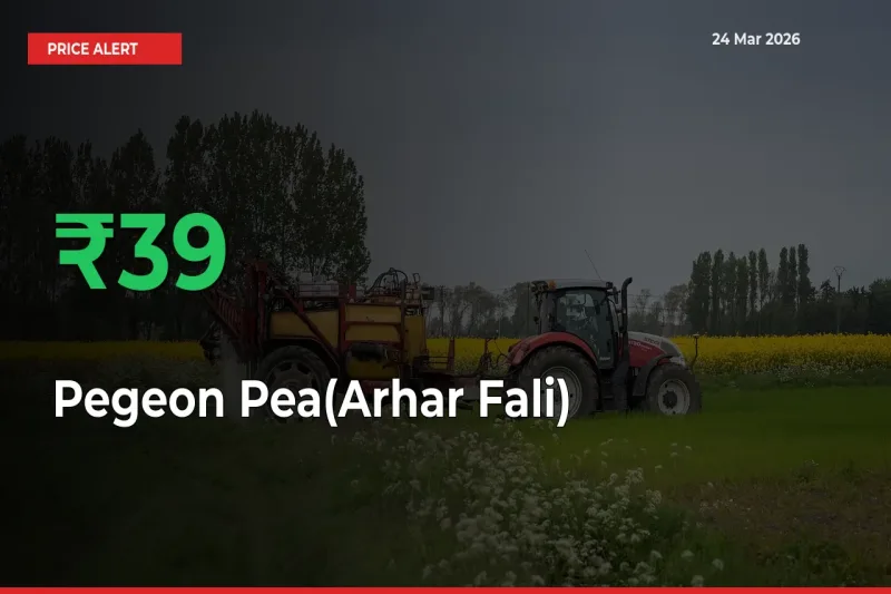 Big Rally! Pegeon Pea(Arhar Fali) Climbs 38.89% in 24 Hours at Top Mandis