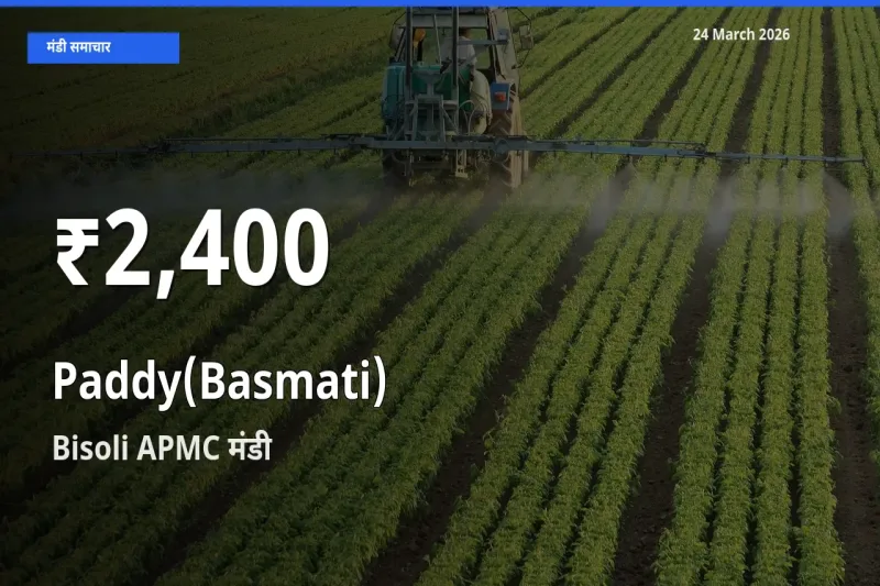 धान (बासमती) के दामों में गिरावट, Bisoli APMC में 30 दिन का न्यूनतम भाव