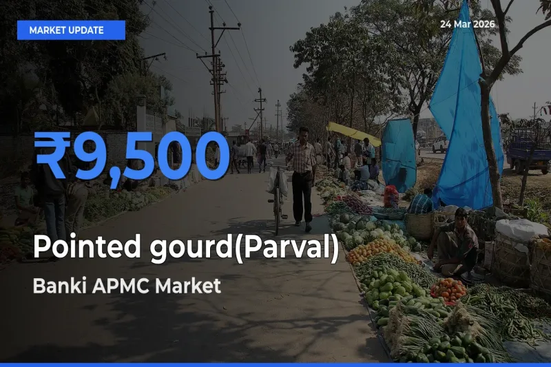Market Watch: Banki APMC Becomes Top Mandi for Pointed gourd(Parval)