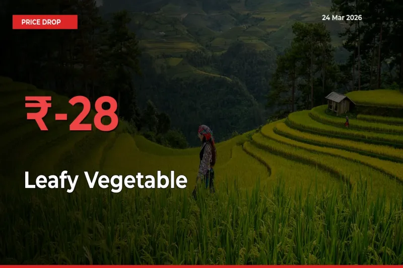 Leafy Vegetable Falls 27.59% at Mandis