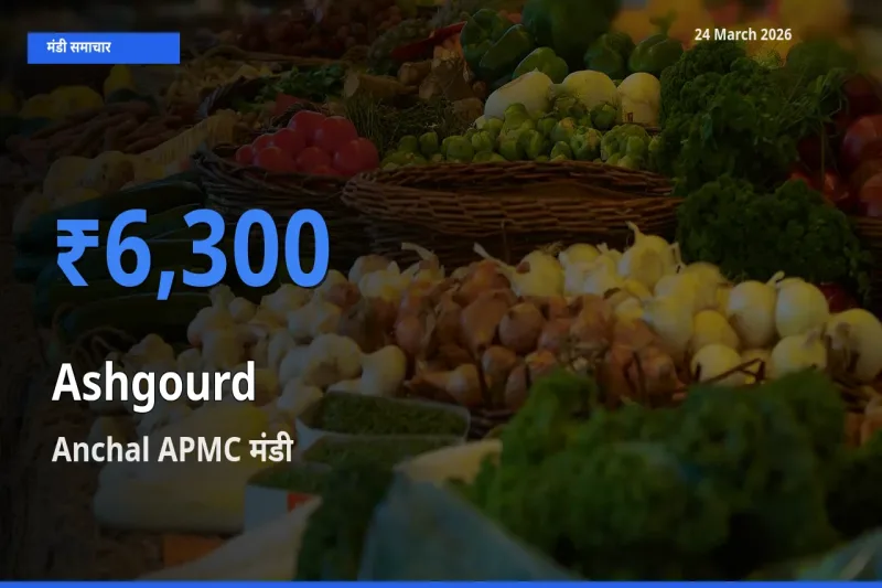 आज पेठा कद्दू के सबसे ज़्यादा दाम Anchal APMC मंडी में दर्ज