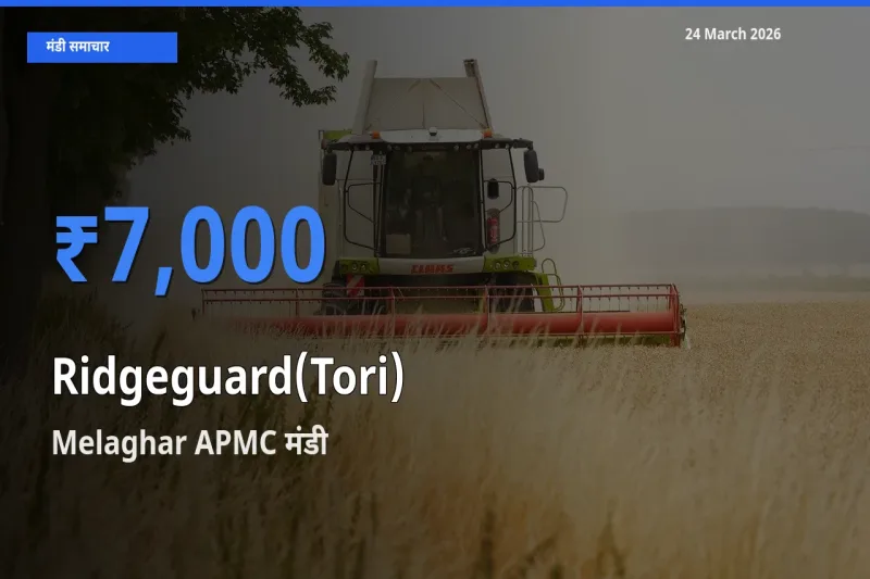 आज तोरई के सबसे ज़्यादा दाम Melaghar APMC मंडी में दर्ज
