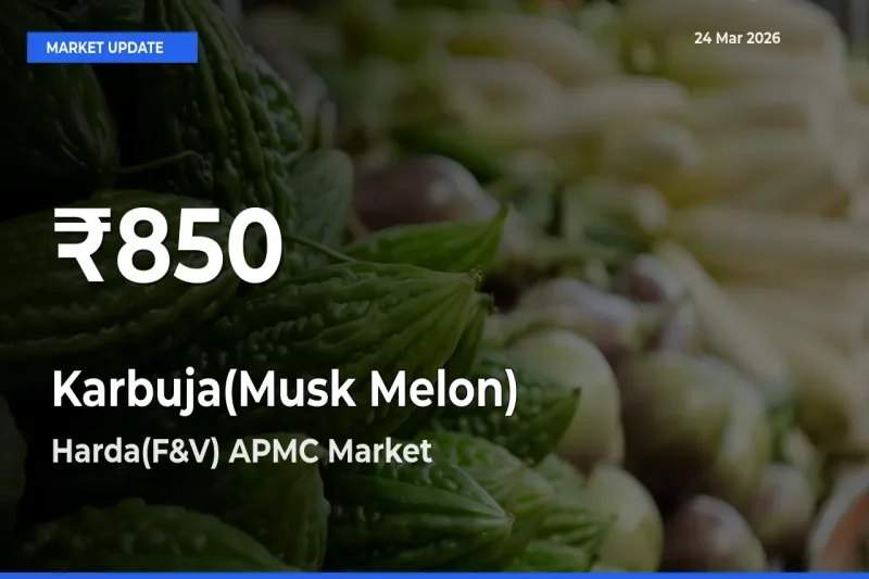 Farmers Concerned as Karbuja(Musk Melon) Hits 30-Day Low in Harda(F&V) APMC