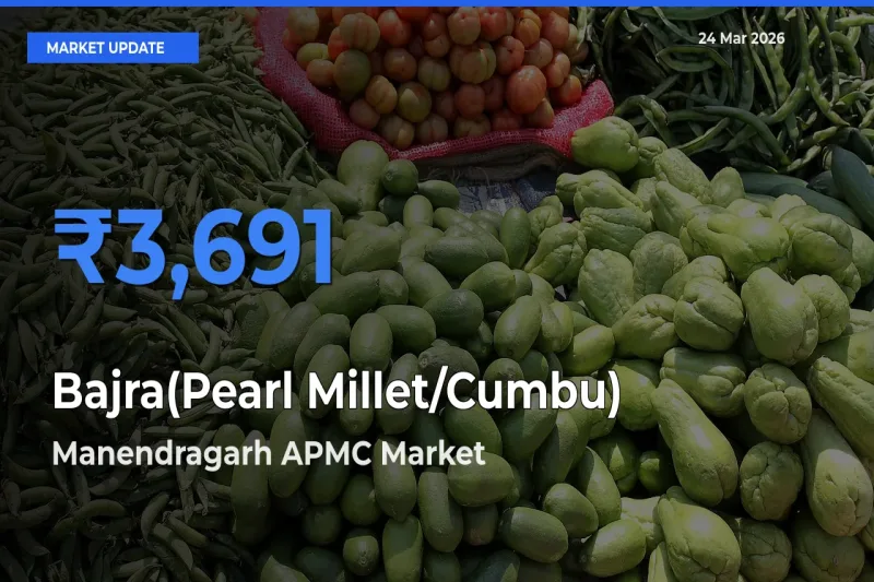Market Watch: Manendragarh APMC Becomes Top Mandi for Bajra(Pearl Millet/Cumbu)
