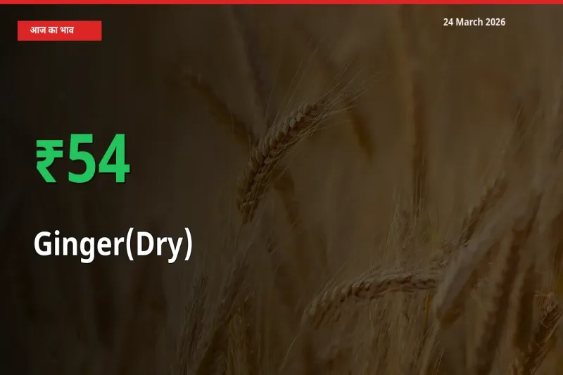 24 March अपडेट: अदरक (सूखा) के दाम मंडी में 53.93% उछले