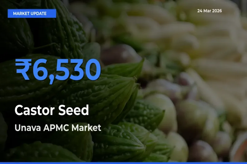 Top Performer! Unava APMC Offers Best Castor Seed Price Today