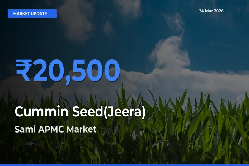 Cummin Seed(Jeera) Mandi Rate Today: Sami APMC Tops the List