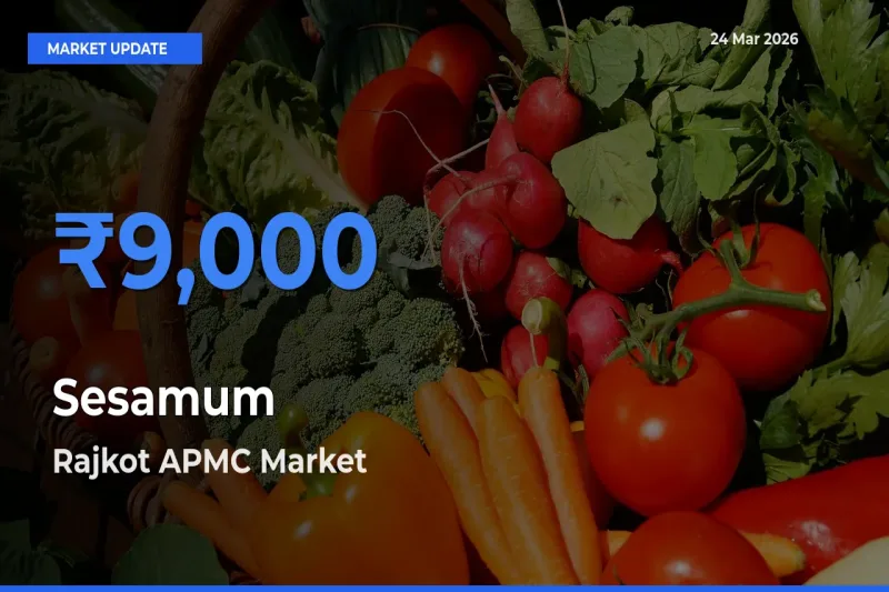 Market Watch: Rajkot APMC Becomes Top Mandi for Sesamum