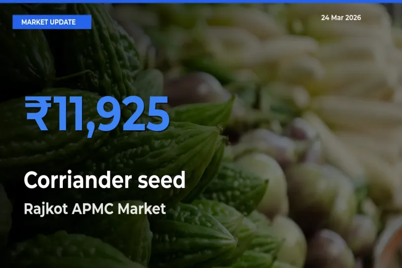 Rajkot APMC Emerges as Top Mandi for Corriander seed Prices Today