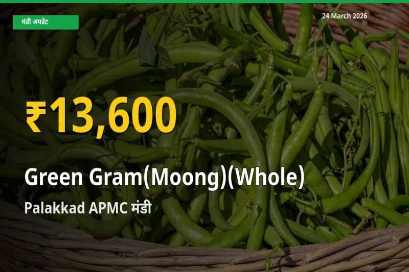 Palakkad APMC में साबुत मूंग ₹13,600 पर पहुँचा – अब तक का उच्चतम भाव