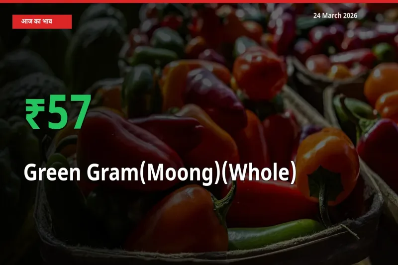 किसानों के लिए खुशखबरी! स्थानीय मंडी में साबुत मूंग 57.46% उछला