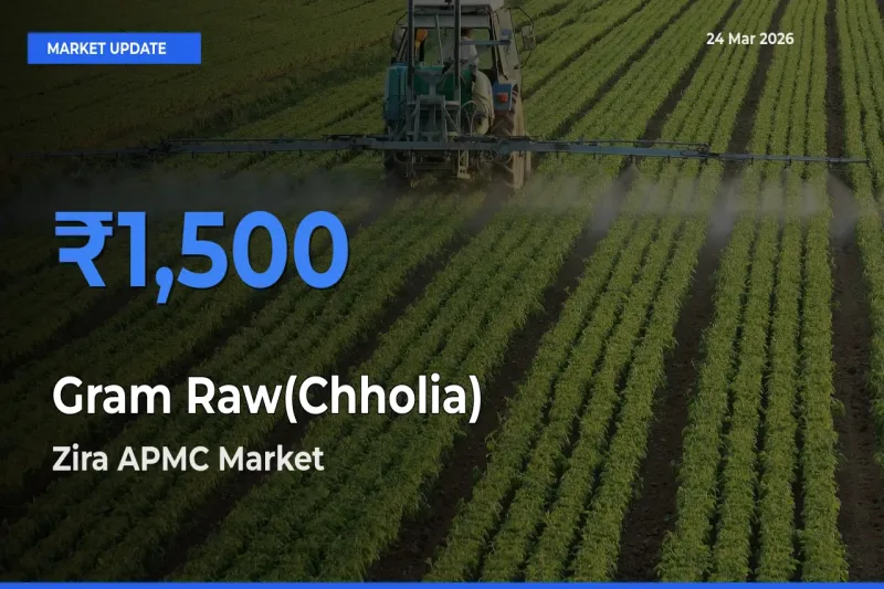 Gram Raw(Chholia) Mandi Rate Today: Zira APMC Tops the List