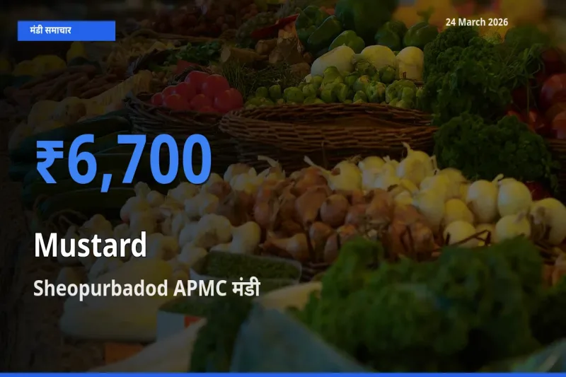 आज का मंडी भाव: सरसों के सबसे ज़्यादा दाम Sheopurbadod APMC में